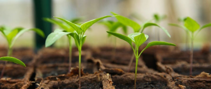 Biodegradable horticultural pots